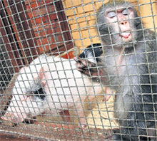 ПАШТЕТ: в заботливых лапах примата