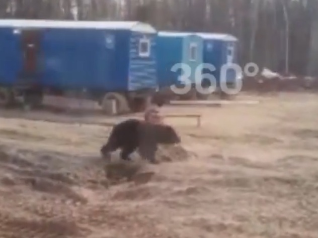 Опубликовано видео с испугавшим строителей на Сахалине медведем Опубликовано видео с испугавшим строителей на Сахалине медведем