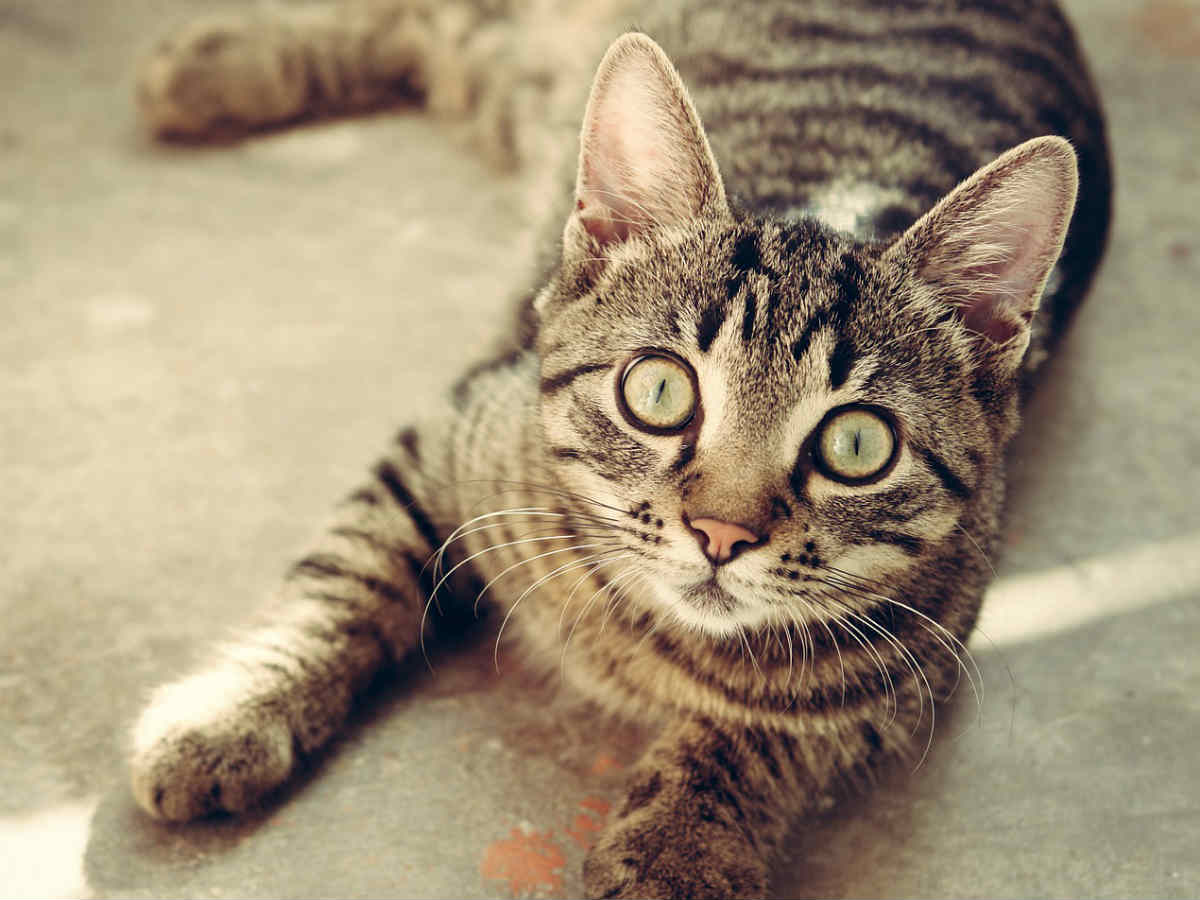 Кошка Эксперты нашли любимых домашних животных жителей Москвы