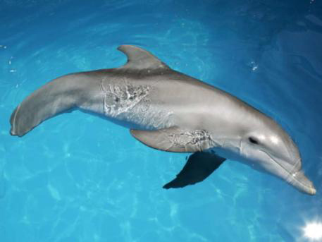 Зима без протеза.