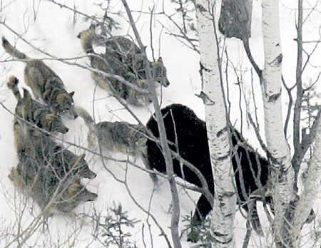 На взрослых лосей волки нападают стаей и только сзади. Охотятся в малоснежный период - по снегу волкам трудно угнаться за парнокопытным
