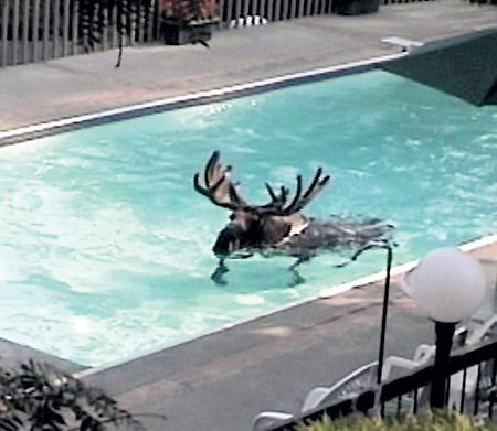 Лосю понравилось плавать в тёплой воде