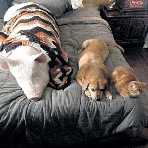 ...обитающая в хозяйском доме...