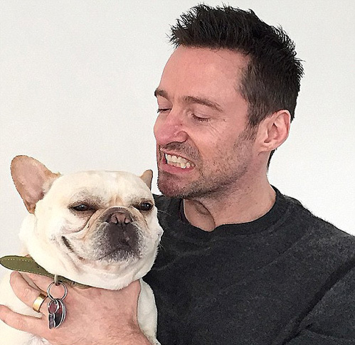 Друзья по несчастью: на носу ДЖЕКМАНА виден след от операции по поводу рака кожи, а у французского бульдога нашли ожирение