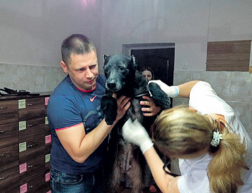 ...неравнодушные люди отвезли её к ветеринару. Фото: givepaw.ru