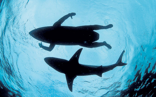 Этот захватывающий кадр акулы и серфингиста Томас ПЕЩАК сделал в Индийском океане близ Дурбана (ЮАР)