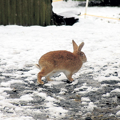 Ушастые бегают по всей территории замка