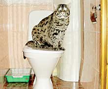 УМНЫЙ ЗВЕРЬ: занял стратегическое положение