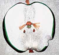 ЗАПРЕТНЫЙ ПЛОД: сулит рай на земле