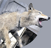 ВСЕЯДНЫЙ КАРАЙ: «Я коровку не хочу - я сухарик проглочу!»