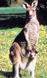 КЕНГУРУ: австралиец - вдвое уменьшенная копия воронежского предка?